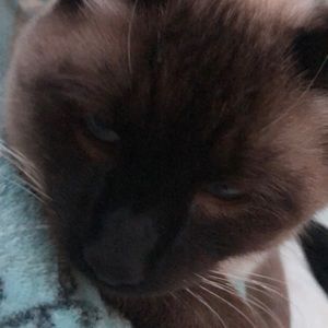 Meet your Posher, Sierra